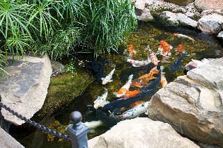 Koi Pond